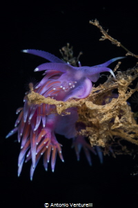 Flabellina ischitana nudibranch_June 2024
(CanonEF100,1/... by Antonio Venturelli 